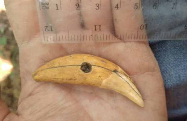 амулет із зуба ведмедя