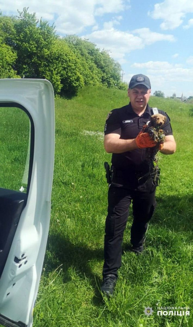 врятував цуценят