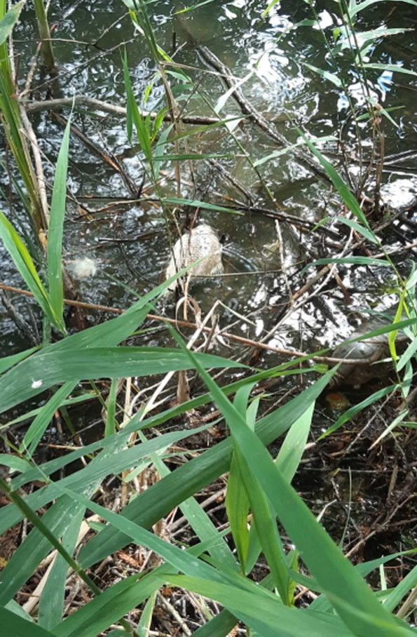 гине риба буг 1