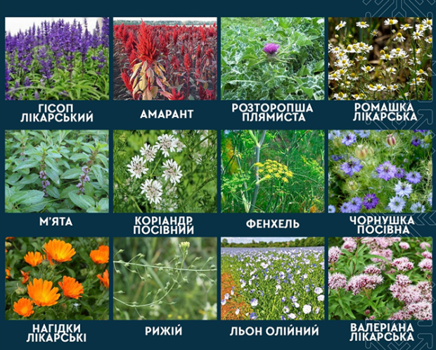 доплата рослини 2