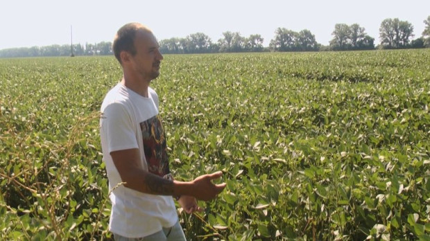 тягнули полем