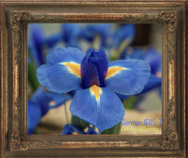 ірис резніков