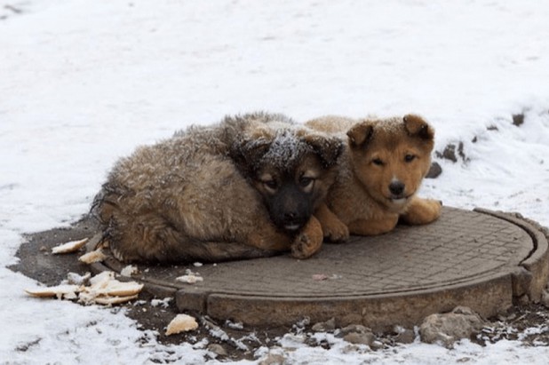 Вони хочуть пережити зиму!